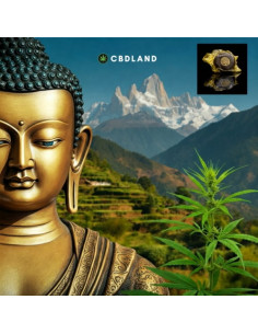 CBD Hash 18% + 13% CBN + 11% CBG - Zen Nepal CBD 2