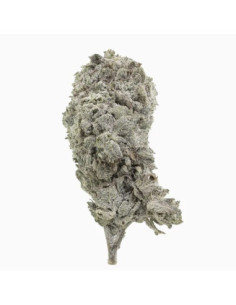 Amnesia Glasshouse 23 THCA topskud 24% + CBD 7% - 2 gram