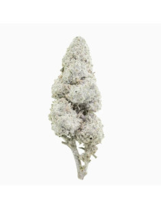 Sapphire 23 THCA topskud 23% + CBD 17% - 2 gram